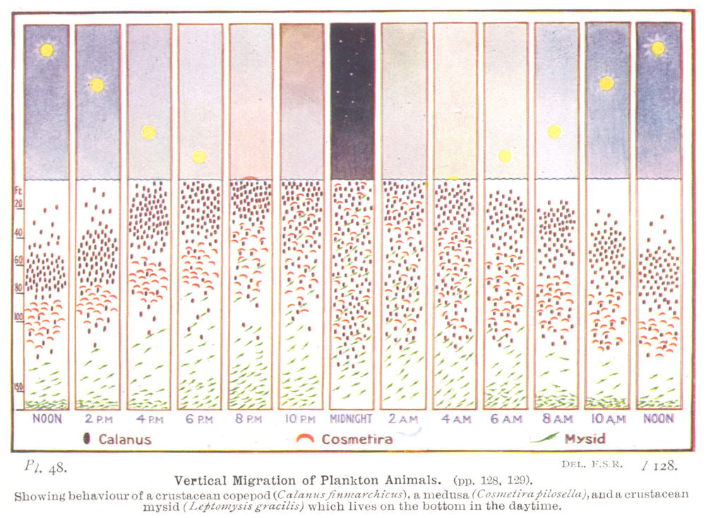 FISH. Migration Plankton crustacean copepod, medusa, mysid 1936 old print